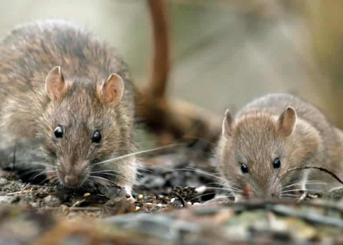 Bisa Timbulkan 4 Penyakit Serius, Simak Bahaya Menghirup Bau Kencing Tikus untuk Kesehatan