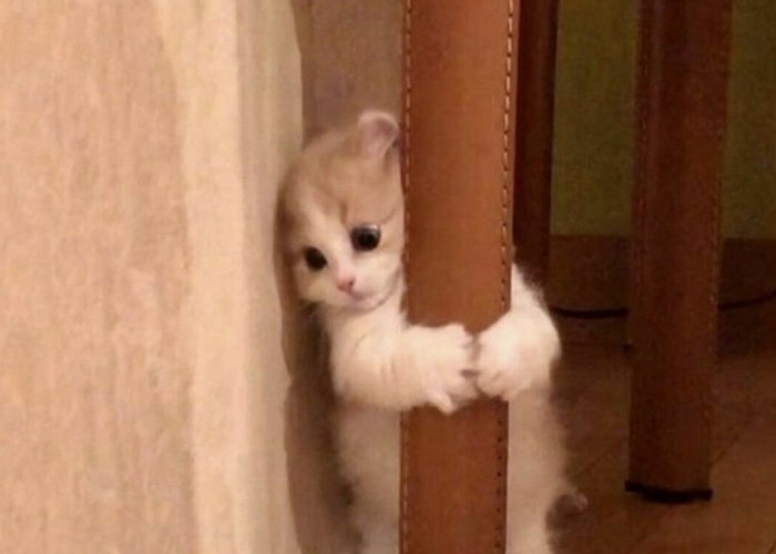 3 Hal di Rumah Yang di Takuti Oleh Kucing, Pemilik Kucing Wajib Tau!