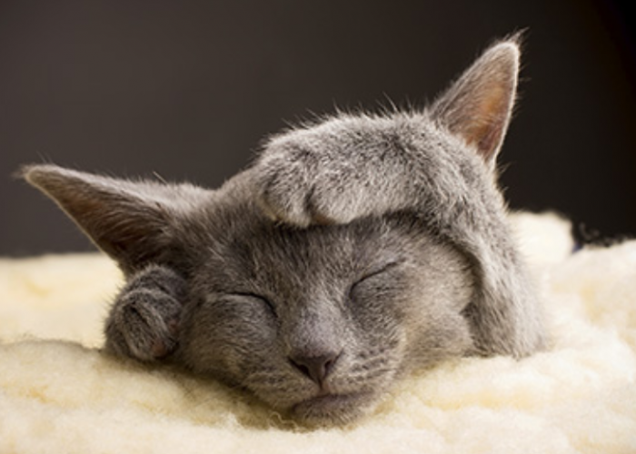 Inilah 5 Kiat Mengatasi Kucing Stres karena Pindah Pemilik, Anabul Cepat Beradaptasi