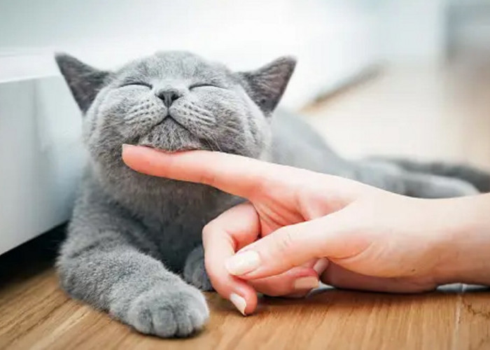 Kenali 6 Cara Terima kasih Kucing Kepadamu Yang Jarang Kamu Sadari, Pemilik Kucing Wajib Peka!