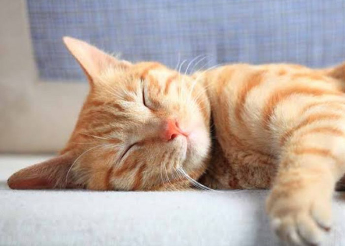 Jarang Diperhatikan! Berikut adalah 5 Tanda Kucing Sedang Mengantuk, yang Mungkin Sering Kamu Sepelekan