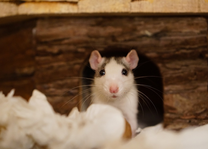 Mudah Dan Simpel, Ini Cara Menemukan Sarang Tikus Di Rumah! Simak Untuk Membasmi Tikus Di Rumahmu