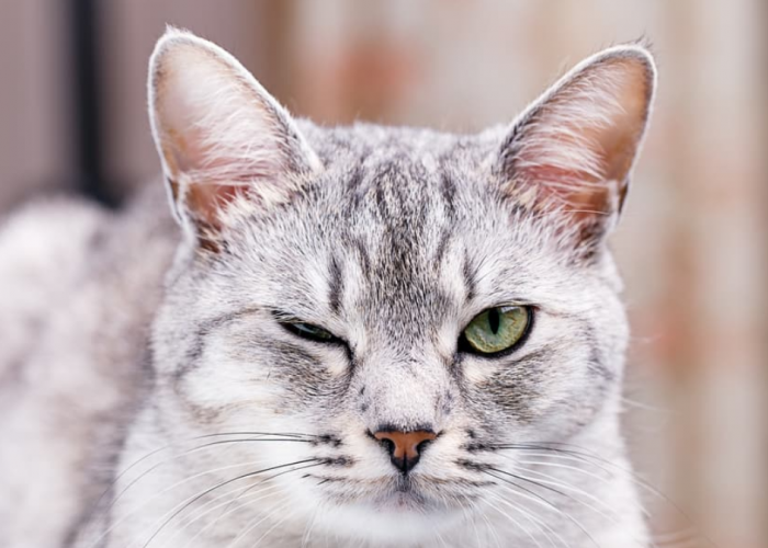 Rugi Dong Tidak Tahu! Apa Alasan Kucing Mengedipkan Satu Mata pada Kita? Ini 4 Maknanya