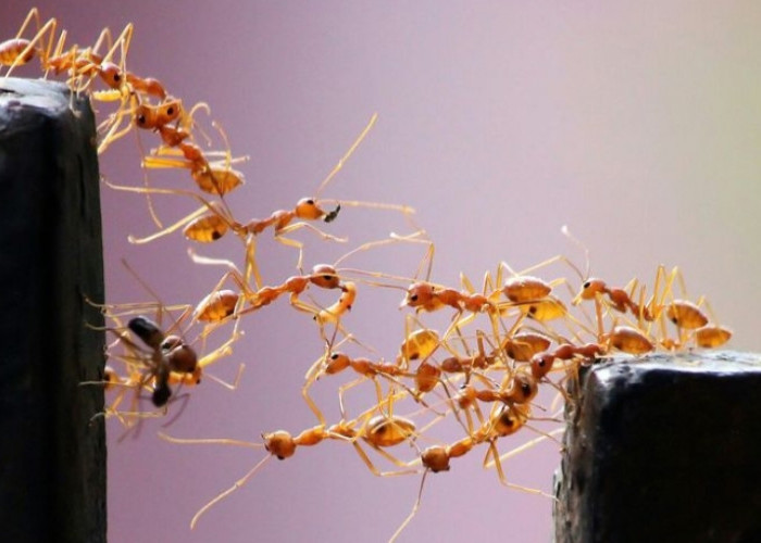 Apa yang Harus Dilakukan ketika Semut Masuk Telinga? Tetaplah Tenang dan Lakukan 4 Pertolongan Pertama ini!