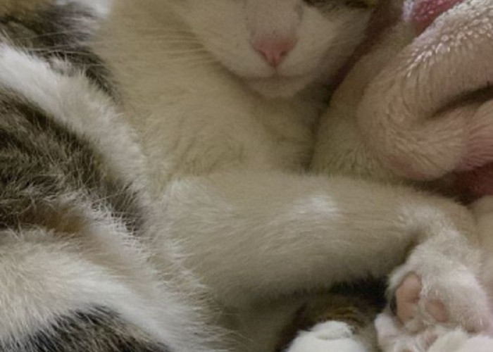 Kenapa Kucing Suka Mengedipkan Sebelah Matanya Di Depan Kita? Simak 5 Alasannya Bikin Terharu!