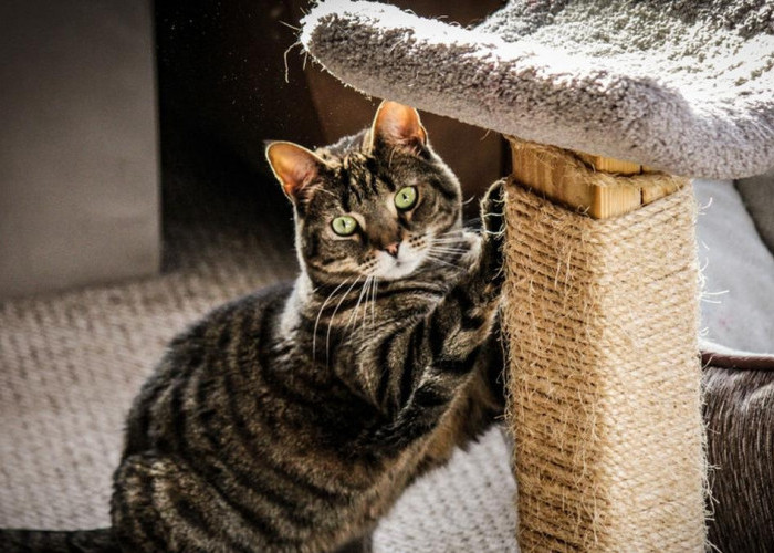 Inilah 3 Cara Mendekati Kucing Liar Agresif Menjadi Lembut dan Bersahabat