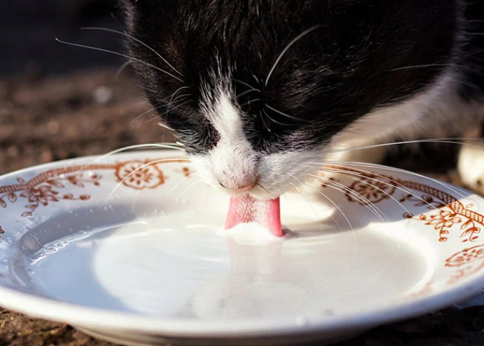 Jangan Sembarangan! Ini 3 Jenis Susu yang Boleh Diberikan Pada Kucing Peliharaan