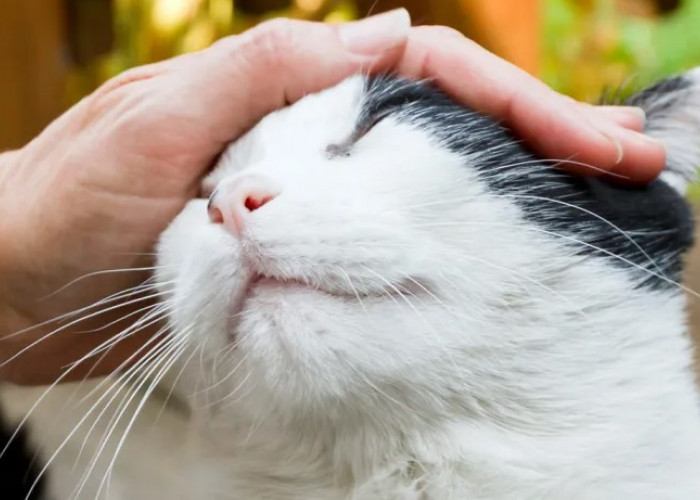 Apakah Boleh Mengelus Kucing Liar? Bukankah Kotor? Ini 4 Cara Mendekati Kucing Liar yang Perlu Diperhatikan