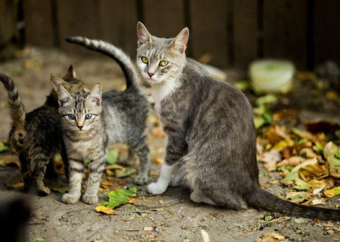 Bagaimana Cara Mengusir Kucing Liar yang Buang Kotorannya Sembarangan? Berikut 5 Cara Mengusir Kucing Liar