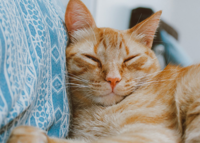 6 Cara Kucing Bilang Terima Kasih Pada Pemiliknya atau Manusia, Ternyata Lucu!