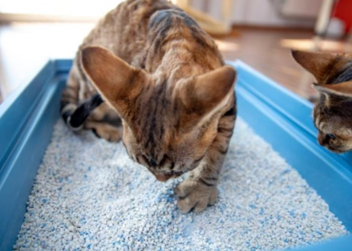 4 Alasan Kenapa Kucing Berak Berdarah yang Perlu Diperhatikan, Ini Cara Menolongnya!