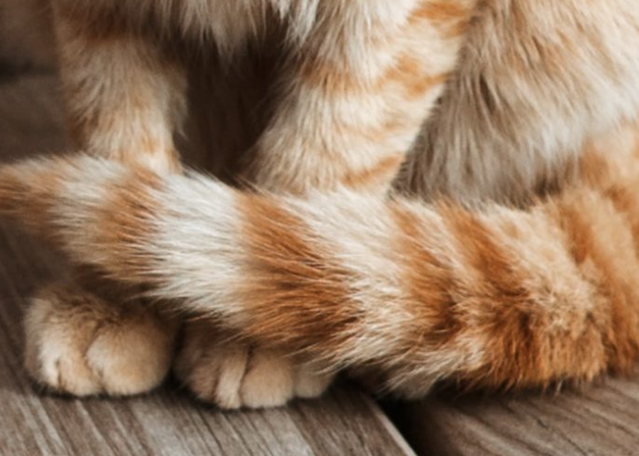 Berikut 4 Arti Bahasa Tubuh Ekor Kucing, yang Ternyata Wajib Diperhatikan Para Pemilik Kucing!