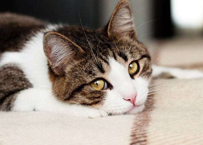 Menyentuh Hati! Ini 4 Cara Kucing Bilang Minta Maaf Pada Pemiliknya, yang Masih Jarang Diketahui