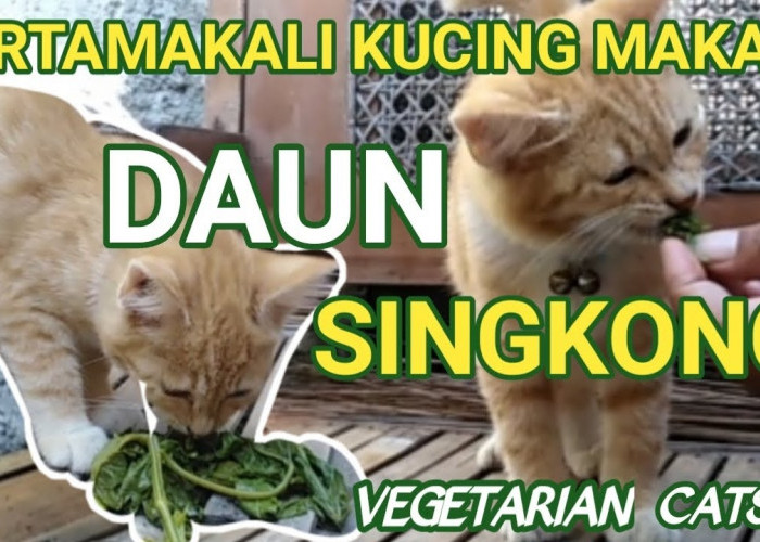 Daun Singkong Menjadi Racun Sianida Bagi Kucing, Jangan Beri Makanan Kucing Sembarangan!