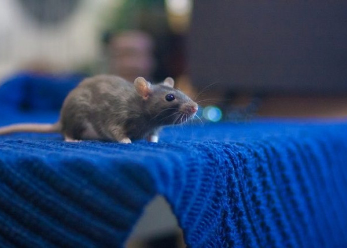 Ketahui Yu! 5 Tanda Tikus Bersarang di Rumah Kamu, Pastikan Segera Tertangani Agar Tidak Semakin Banyak!