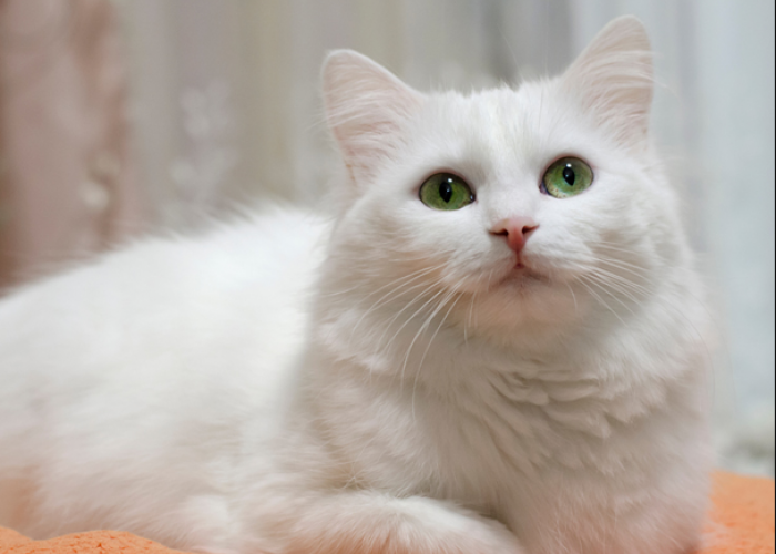 5 Alasan Kenapa Kucing Disayang Nabi dan Punya Kedudukan Spesial dalam Islam