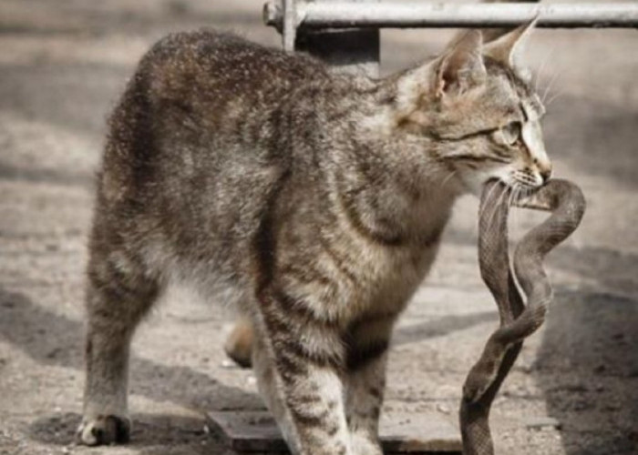Apakah Benar Ular Takut Sama Kucing? Ternyata Ada 5 Hal Yang Membuat Ular Takut Sama Kucing