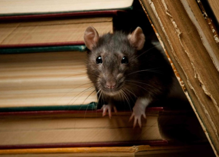 Ini 4 Cara Memaksa Tikus Keluar dari Persembunyian atau Sarangnya, Agar Mudah Diusir