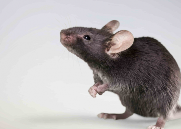 Hewan Pengerat yang Suka Merusak, 5 Alasan Kenapa Tikus Dianggap Sebagai Hama 
