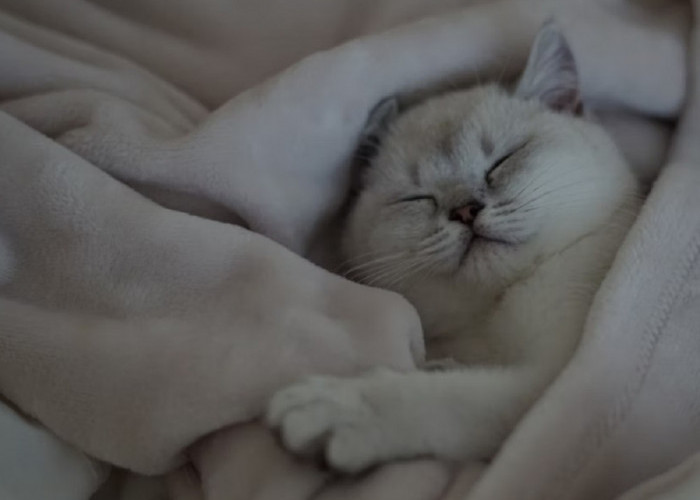 Inilah 5 Manfaat Tidur Bersama Kucing Menurut Para Ahli, Para Pecinta Kucing Wajib Simak!
