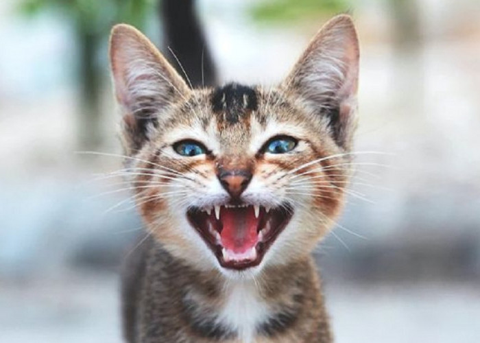 Mengenal 4 Cara Memahami Bahasa Kucing Melalui Suara, Tanda Kasih Sayang dan Juga Perhatian!