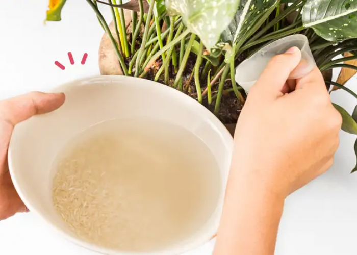 Air Cucian Beras Ampuh Membasmi Hama Pada Janda Bolong? Berikut Ini 4 Tips yang Mudah dan Ampuh!