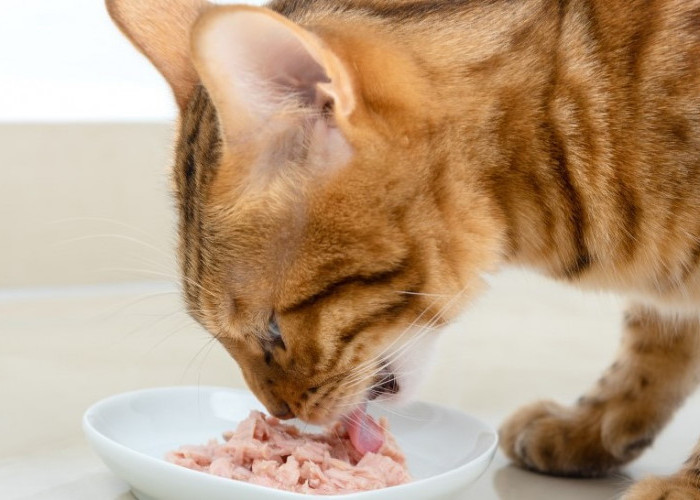 Pulih Lebih Cepat! Ini 3 Makanan Kucing Rumahan yang Bagus Untuk Pertumbuhan Bulu Kucing yang Sempat Rontok