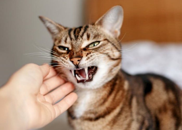 Sering Disepelekan! 4 Tanda Kucing Benci Kita Secara Diam-Diam