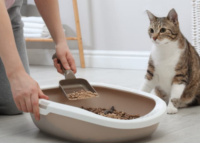 No. 2 Wajib! 4 Tips Membersihkan Kotak Pasir Kucing, Agar Tidak Bau dan Juga Bersih