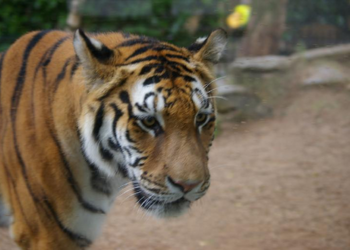 Hampir Punah! Ini Fakta Harimau Sumatera Di Indonesia Yang Harus Kamu Ketahui, Simak Penjelasannya!  