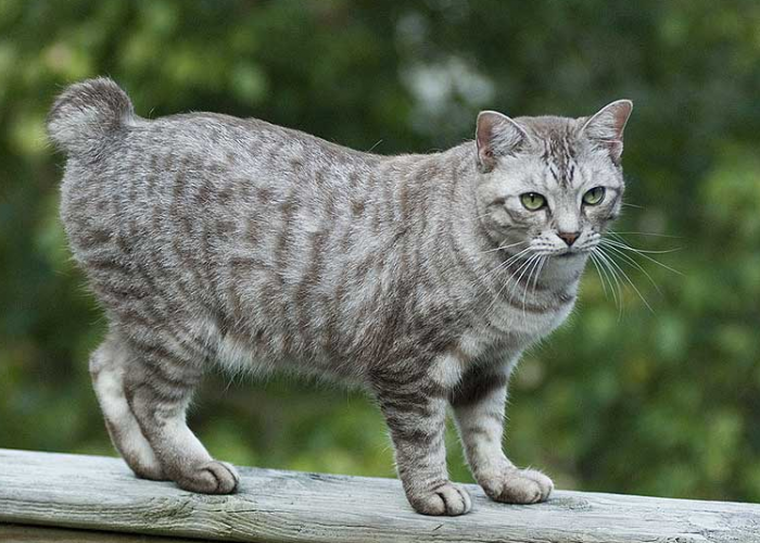 Unik! Ternyata Ini Alasan Kenapa Ada Kucing Ekor Pendek, Yuk Simak Fakta Menariknya!