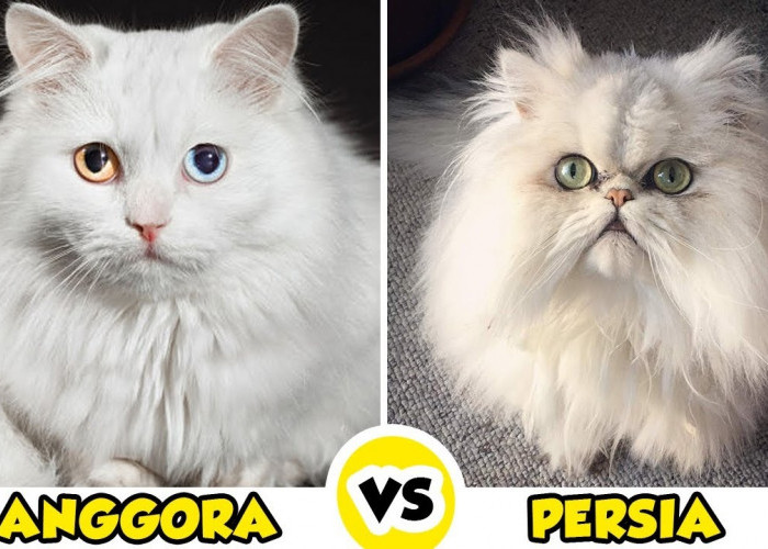 Kucing Anggora dan Kucing Persia Identik Mirip Jika Dipandang, Berikut Ini 3 Persamaannya