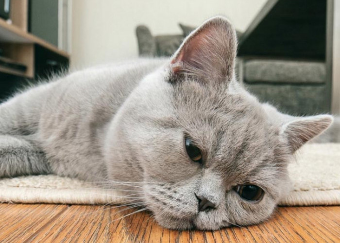Anabulmu Sedang Sedih? Jangan Dibiarkan, Inilah 4 Cara Menghibur Kucing Sedih Agar Suasana Hatinya Lebih Baik