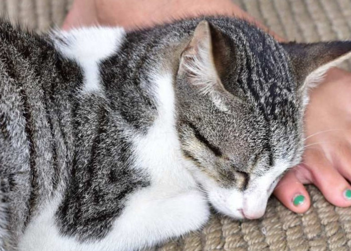 Ini 6 Cara Kucing Memberikan Kasih Sayang pada Pemiliknya, yang Mungkin Tidak Kamu Sadari Selama Ini!