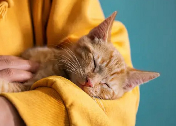 Kenali 7 Tanda Kucing Bahagia Hidup Dengan Pemiliknya, Apakah Kucingmu Termasuk?