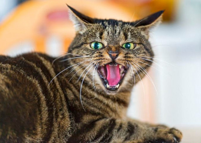 6 Hal Yang Di Benci Oleh Kucing, Ternyata Kucing Benci Apabila Kamu Melakukan Hal Hal Ini!