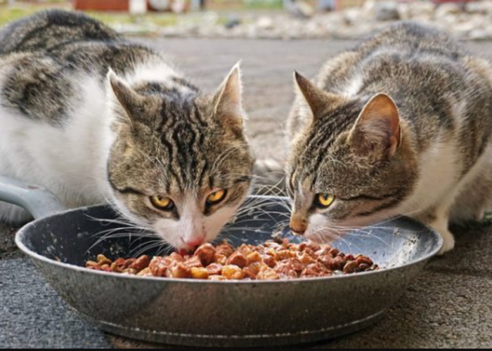 Berikut 3 Cara Membuat Makanan Kucing agar Cepat Gemuk Secara Alami