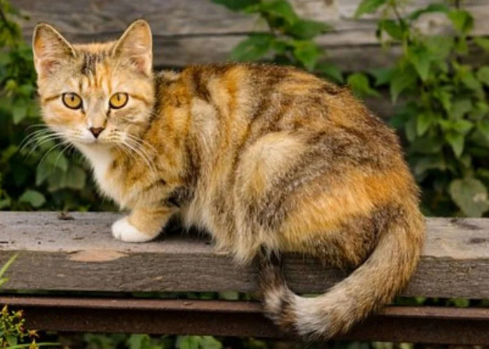 4 Tanda Rumah Sering Disinggahi Kucing Liar, Ternyata Ini Alasan Kucing Liar Sering Datang ke Rumah!