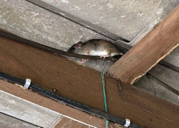 8 Tips Usir Tikus di Atap Rumah! Jangan Biarkan Tikus Merusak Material Rumah, Atasi Secepat Mungkin Yu!