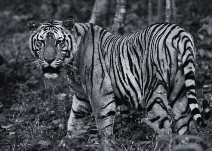 Inilah Bukti Kalau Harimau Jawa Masih Ada, Peniliti Sebut Masyarkat Harus Bisa Hidup Berdampingan