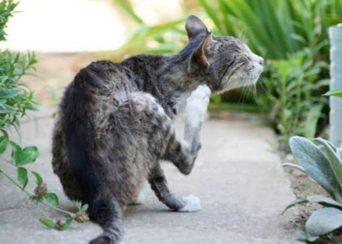 Yuk Kenali Penyakit Kulit pada Kucing: Gejala, Penyebab dan Cara Mengatasinya, Simak Penjelasannya