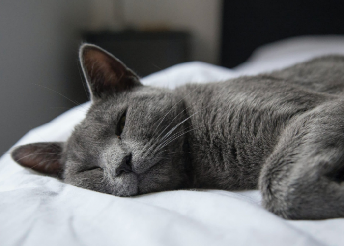 Bisa Diajak Tidur Bareng! Ini 4 Ras Kucing yang Menyukai Tidur Lebih dari Apapun!