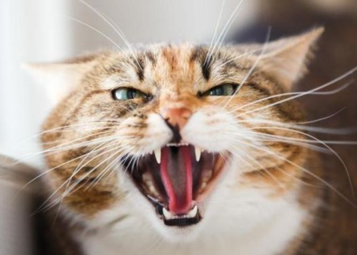 Ternyata Ini Penyebab Kucing Suka Tiba Tiba marah! Nomor 3 Paling Sering terjadi