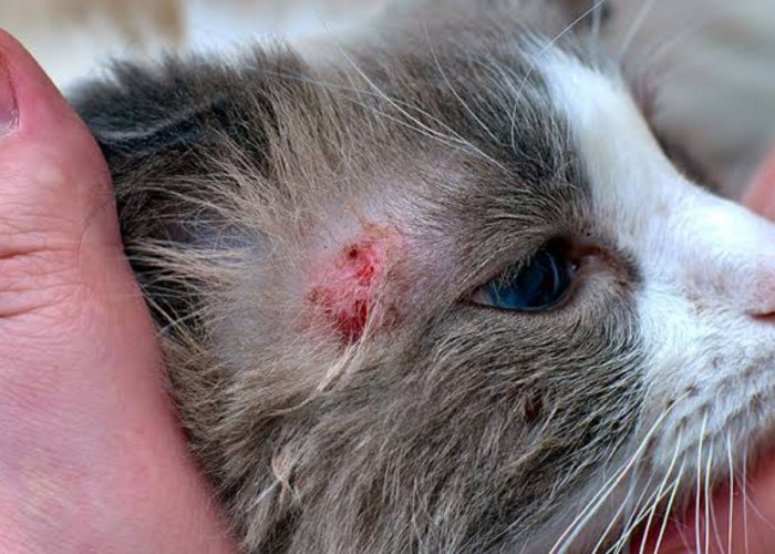 Peduli dengan Kesehatan Kucing: Mengenal Penyakit Kulit yang Sering Dialami Anabul