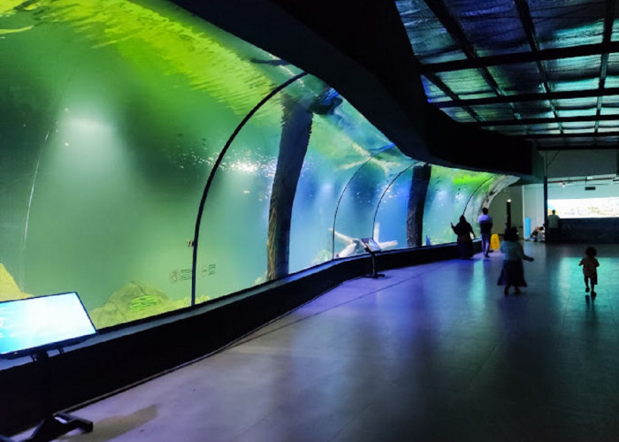 Tak Hanya Punya pantai Indah, Ada Wisata Aquarium Indonesia di Pangandaran