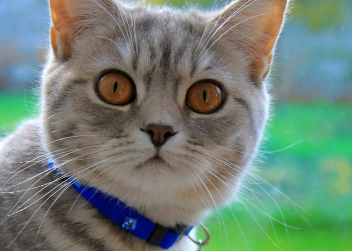 Apakah Kalung Anti Kutu pada Kucing Ampuh Mengusir Kutu? Ternyata Begini Cara Kerjanya!