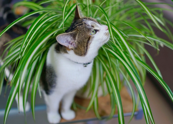 Jauhi dari Jangkauan Anabul! 6 Tanaman yang Bercaun untuk Kucing, Sering Dijadikan Tanaman hias