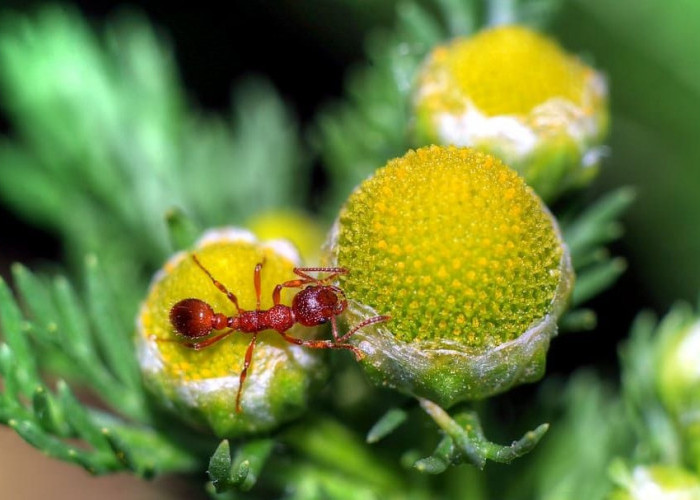 5 Tanaman Menjadi Faktor Kedatangan Semut, Nomor 1 Memiliki Keunikan yang Tidak Ditemukan Pada Tanaman Lain