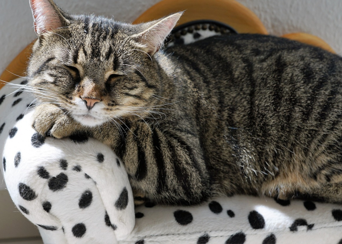 Apakah Kucing Bisa Terkena Penyakit DBD? Cek Fakta Dan Penjelasannya Disini! 