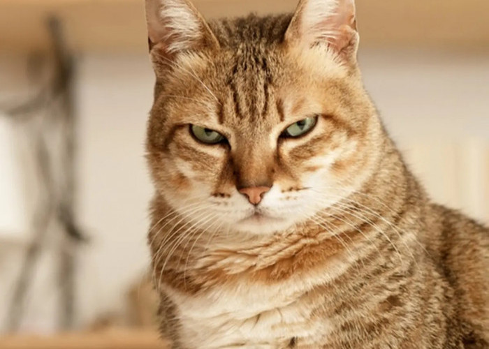 4 Ciri Kucing Marah Sama Kita, Begitu Lucu dan Menggemaskan